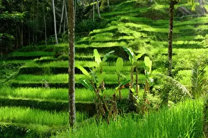 Magnoliopsida Gallery: Palms growing in front of Rice (Oryza sativa) terrace. Jatiluwih Green Land, Bali, Indonesia