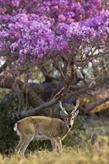 Pampas deer (Ozotoceros bezoarticus) buck in velvet standing by flowering tree, Pantanal Pampas deer (Ozotoceros bezoarticus) buck in velvet standing by flowering tree, Pantanal