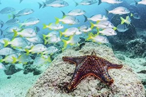 Panamic Cushion Sea Star (Pentaceraster cumingi) and a school of Yellow-tailed Grunt Panamic Cushion Sea Star (Pentaceraster cumingi) and a school of Yellow-tailed Grunt