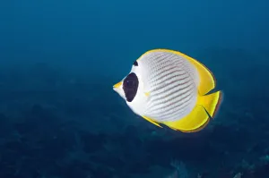 Panda butterflyfish (Chaetodon adiergastos). Bali, Indonesia Panda butterflyfish (Chaetodon adiergastos). Bali, Indonesia