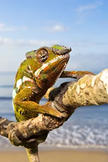 Panther Chameleon {Furcifer pardalis} climbing along branch on beach, Masoala Peninsula Panther Chameleon {Furcifer pardalis} climbing along branch on beach, Masoala Peninsula