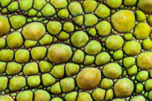 Panther Chameleon {Furcifer pardalis} close-up of skin, green colouration Panther Chameleon {Furcifer pardalis} close-up of skin, green colouration