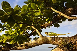 Panther Chameleon {Furcifer pardalis} walking along branch on coast, Masoala Peninsula Panther Chameleon {Furcifer pardalis} walking along branch on coast, Masoala Peninsula