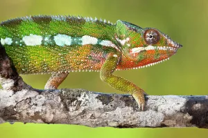 Panther chameleon {Furcifer pardalis} walking along branch Panther chameleon {Furcifer pardalis} walking along branch