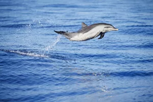 Breaches Gallery: Pantropical spotted dolphin (Stenella attenuata), juvenile, leaping out of the ocean, Hawaii