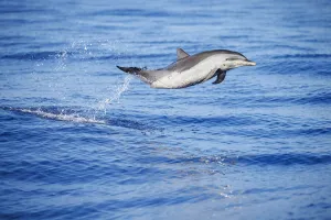 Pantropical spotted dolphin (Stenella attenuata), juvenile, leaping out of the ocean, Hawaii, Pacific Ocean Pantropical spotted dolphin (Stenella attenuata), juvenile, leaping out of the ocean, Hawaii, Pacific Ocean