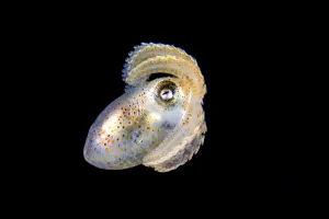 Paper nautilus (Argonauta hians) in open water at night. Anilao, Batangas marine protected Paper nautilus (Argonauta hians) in open water at night. Anilao, Batangas marine protected