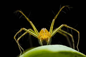 Papuan lynx spider (Oxyopes papuanus), Adelaide River, Northern Territory, Australia Papuan lynx spider (Oxyopes papuanus), Adelaide River, Northern Territory, Australia