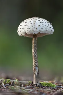 Parasol Mushroom (Macrolepiota procera) fruiting body. Bolderwood, New Forest National Park Parasol Mushroom (Macrolepiota procera) fruiting body. Bolderwood, New Forest National Park