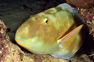 Parrotfish (Scarus / Chlorurus sp.) sleeping at night, New Caledonia, Pacific Ocean Parrotfish (Scarus / Chlorurus sp.) sleeping at night, New Caledonia, Pacific Ocean
