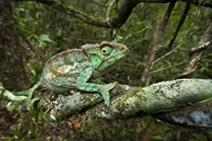 Parsons chameleon {Calumma parsonii} female walking along vine in tropical rainforest Parsons chameleon {Calumma parsonii} female walking along vine in tropical rainforest