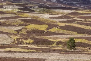 Patchwork of upland heather moorland and isolated pine tree on grouse shooting estate Patchwork of upland heather moorland and isolated pine tree on grouse shooting estate