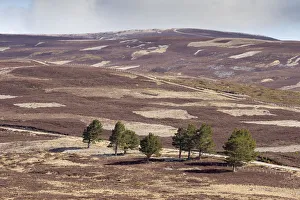 Patchwork of upland heather moorland and isolated Scots pine (Pinus sylvestris) trees Patchwork of upland heather moorland and isolated Scots pine (Pinus sylvestris) trees