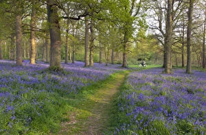 Images Dated 30th April 2014: Path through Blickling Great Wood with Bluebells (Hyacinthoides non-scripta) in flower, UK, April