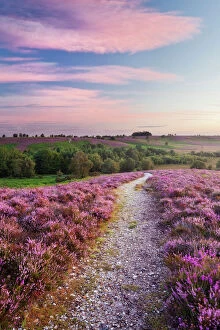 Paths Gallery: Path through Heather flowering on lowland heathland, Rockford Common, Linwood, New