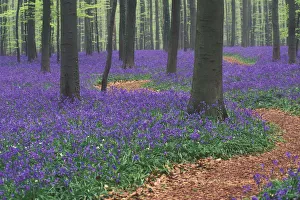 Path winding through Bluebell woodland {Hyacinthoides non-scripta} Belgium Path winding through Bluebell woodland {Hyacinthoides non-scripta} Belgium