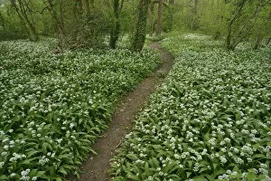 Bear Garlic Collection: Path through woodland with Wild garlic (Allium ursinum) in flower, Hampshire, England