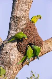 Peach-fronted parakeets (Aratinga aurea) at the nesthole in termite mount, Pantanal, Brazil Peach-fronted parakeets (Aratinga aurea) at the nesthole in termite mount, Pantanal, Brazil