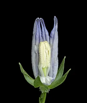 Peach leaved bellflower (Campanula persicifolia) dissection, petals removed to show Peach leaved bellflower (Campanula persicifolia) dissection, petals removed to show