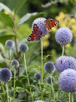 Peacock butterflies (Aglais io) feeding on Echinops , Norfolk, England, UK, July Peacock butterflies (Aglais io) feeding on Echinops , Norfolk, England, UK, July