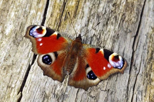 Images Dated 22nd April 2013: Peacock butterfly (Inachis io) basking on fallen tree, Southwest London, England, UK, April