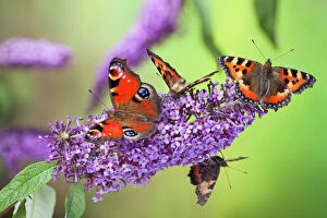 Images Dated 6th September 2010: Peacock butterfly (Inachis io) and Small tortoiseshell butterflies (Aglais urticae)