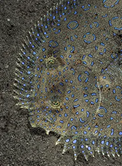 Peacock flounder (Bothus lunatus) camouflaged on sand seabed, Dominica, Eastern Caribbean Peacock flounder (Bothus lunatus) camouflaged on sand seabed, Dominica, Eastern Caribbean