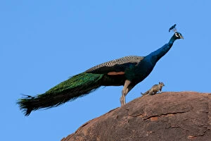 Images Dated 16th March 2009: Peacock (Pavo cristatus) on rock with Palm Squirrel (Funambulus sp) India