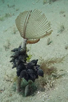 Peacock Tube Worm (Sabella pavonina) with Cuttlefish eggs, Bouley Bay, Jersey, British Peacock Tube Worm (Sabella pavonina) with Cuttlefish eggs, Bouley Bay, Jersey, British