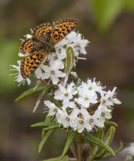 Pearl-bordered fritillary (Boloria euphrosyne) feeding from Wild Rosemary Pearl-bordered fritillary (Boloria euphrosyne) feeding from Wild Rosemary