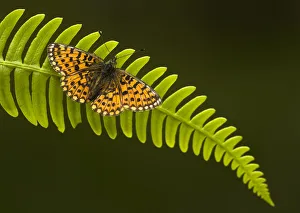 Pearl-bordered fritillary (Boloria selene) sunning on a fern frond, Glenn Afric, Scotland Pearl-bordered fritillary (Boloria selene) sunning on a fern frond, Glenn Afric, Scotland