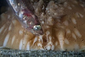 Sea Cucumber Gallery: Pearlfish (Carapus acus) outside of host Sea cucumber (Stichopus regalis) at night