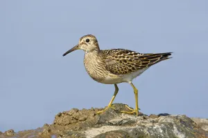 Sandpipers Gallery: 