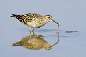 Sandpipers Gallery: Pectoral Sandpiper Collection