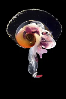 Pelagic mollusc (Oxygyrus keraudreni), captive deep sea species from Atlantic Ocean Pelagic mollusc (Oxygyrus keraudreni), captive deep sea species from Atlantic Ocean