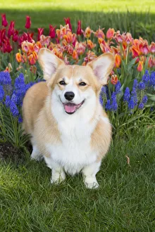 Pembrokeshire welsh corgi with spring flowers, Litchfield, Connecticut, USA, Non-ex Pembrokeshire welsh corgi with spring flowers, Litchfield, Connecticut, USA, Non-ex