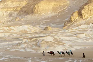 People trekking with Dromedary camels (Camelus dromedarius) through chalk rock formations People trekking with Dromedary camels (Camelus dromedarius) through chalk rock formations