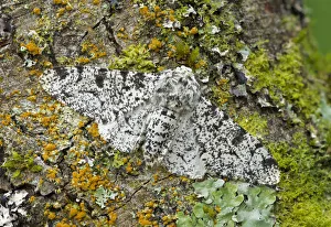Peppered moth (Biston betularia) camouflaged among lichens, Banbridge, County Down Peppered moth (Biston betularia) camouflaged among lichens, Banbridge, County Down