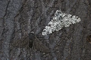 Peppered moth (Biston betularia) showing a comparison of the melanistic form f Peppered moth (Biston betularia) showing a comparison of the melanistic form f