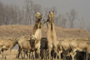 Pere Davids deer (Elaphurus davidianus) two stags boxing amongst herd of hinds Pere Davids deer (Elaphurus davidianus) two stags boxing amongst herd of hinds