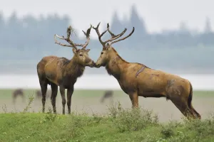 Pere David's deer / Milu (Elaphurus davidianus) during the rutting season,stag Pere David's deer / Milu (Elaphurus davidianus) during the rutting season,stag