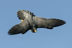 Wingspan Gallery: Peregrine falcon (Falco peregrinus), adult male in flight. Bristol, UK. March