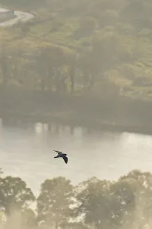 Peregrine Falcon (Falco peregrinus) in flight over the River Tay. Kinnoull Hill Woodland Park Peregrine Falcon (Falco peregrinus) in flight over the River Tay. Kinnoull Hill Woodland Park