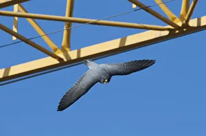 Peregrine falcon (Falco peregrinus) flying past crane, Barcelona, Spain, April Peregrine falcon (Falco peregrinus) flying past crane, Barcelona, Spain, April