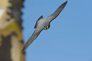 Peregrine falcon (Falco peregrinus) in flight, Barcelona, Spain, April Peregrine falcon (Falco peregrinus) in flight, Barcelona, Spain, April