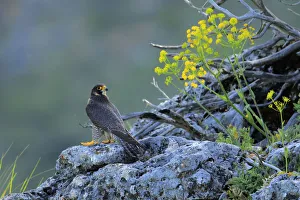 Peregrine falcon male (Falco peregrinus) Andalusia, Spain, May Peregrine falcon male (Falco peregrinus) Andalusia, Spain, May