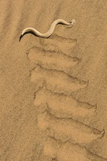 Peringueys adder (Bitis peringueyi) sidewinding in Namib desert, Namibia Peringueys adder (Bitis peringueyi) sidewinding in Namib desert, Namibia