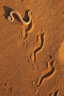Images Dated 25th May 2013: Peringueys adder / Sidewinding adder (Bitis peringueyi), sidewinding'