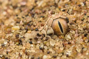 Peringueys desert adder (Bitis peringueyi) camouflaged in desert sand, Namibia Peringueys desert adder (Bitis peringueyi) camouflaged in desert sand, Namibia