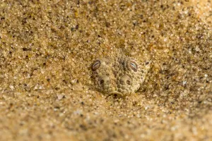 Peringueys / Sidewinding adder (Bitis peringueyi) hiding in shallow sand, Namib Desert Peringueys / Sidewinding adder (Bitis peringueyi) hiding in shallow sand, Namib Desert
